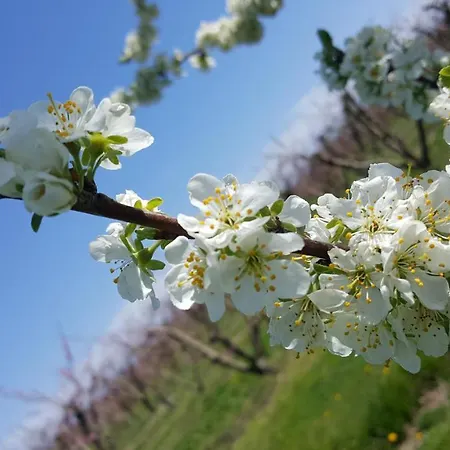 Bigolin Cristina Bed and breakfast Fossalon