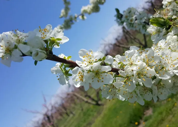Bigolin Cristina Panzió Fossalòn